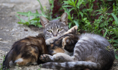 Tabby cat nursing her baby. Selective focus. Mother cats playing with little cat. Cute grey tabby kitten in the summer garden.  