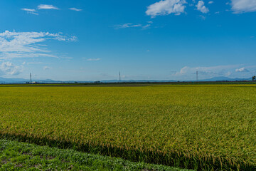 夏の北海道の広大な田園風景