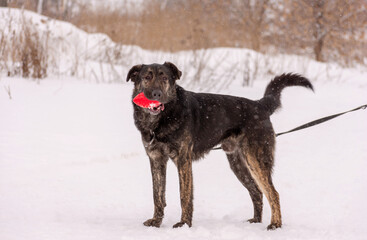 Playful black and brown dog holding red toy in mouth standing in snow
