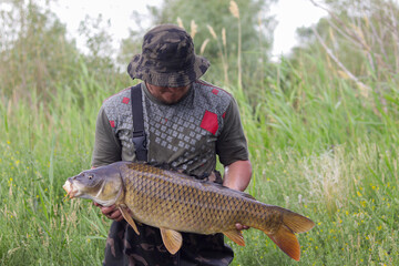 Carpfishing session at the Lake. Large carp fish being released back into the lake water after being caught. Fishing adventures. Catch and release sport fish. A fisherman holds a carp in his hands. 