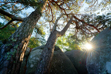 The Guichot rock in the The 25 bumps circuit . Fontainebleauu Massif 