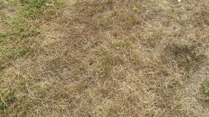 This photo shows dry grass covering the ground, symbolizing drought, summer heat, and natural texture. Perfect for backgrounds, environmental projects, climate change content, or educational use.