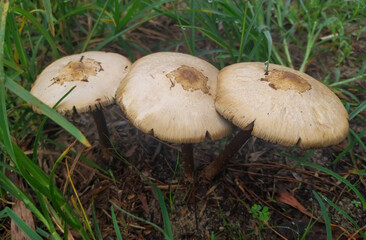 Close-Up of Wild Mushrooms Growing on Grass in Nature