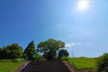 眩しく輝く太陽と木々の緑