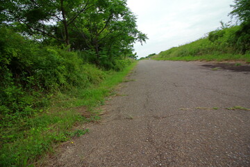 雑草が生い茂る散歩道