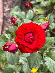 Red Rose Cluster with Multiple Buds in Garden Natural Setting