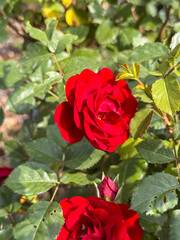 Red Rose Cluster with Multiple Buds in Garden Natural Setting