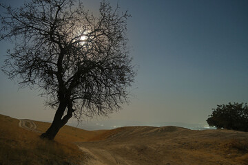 Night landscape, a lonely tree on a hill. Moon illuminating bare branches. City lights on the...