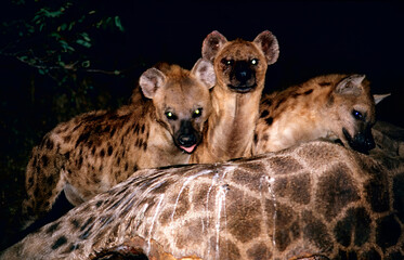 spotted hyena in the savannah
