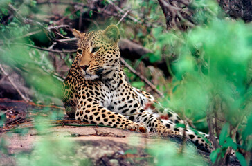Leopard in the wild