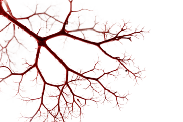 Abstract Network of Red Veins and White Lacy Leaf Structure leaf skeleton leaf veins isolated on a transparent background
