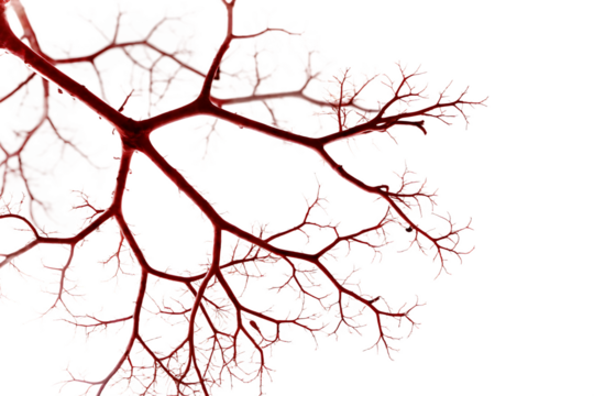 Abstract Network of Red Veins and White Lacy Leaf Structure leaf skeleton leaf veins isolated on a transparent background - Powered by Adobe