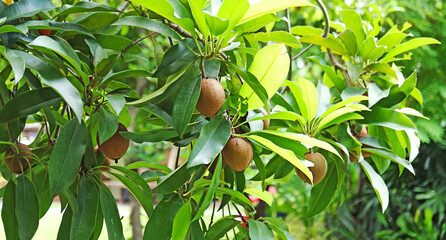 Tropical Pulse, Sapodilla Tree Bearing Fruits