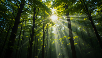 Obraz premium A beautiful forest scene with sunlight streaming through the trees, creating a peaceful atmosphere.
