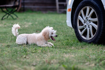 A poodle of light apricot color lies at the wheel of the car and waits for a journey on the roads