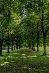 Row of trees in the castle park of Kleßheim