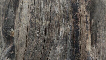 This photo captures a close-up texture of old tree bark, showing natural wooden patterns. Ideal for design projects, nature blogs, environmental studies, and texture backgrounds.