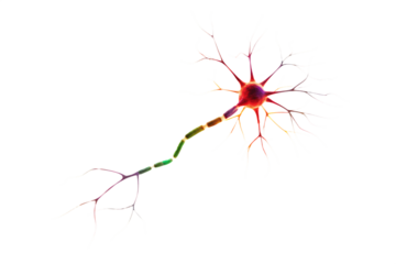 Colorful 3D Rendering of a Neuron Cell nerve cell brain isolated on a transparent background