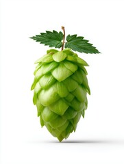 Single hop cone isolated on white background nature photography minimalist close-up botanical