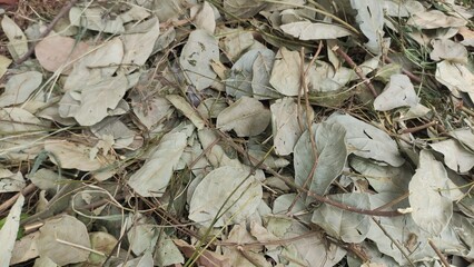 Close-up of dry fallen leaves on the ground with a rustic, natural texture. The muted brown and gray tones create an autumn mood, ideal for backgrounds, textures, or environmental concepts