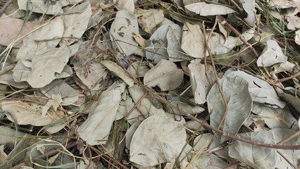 Close-up of dry fallen leaves on the ground with a rustic, natural texture. The muted brown and...
