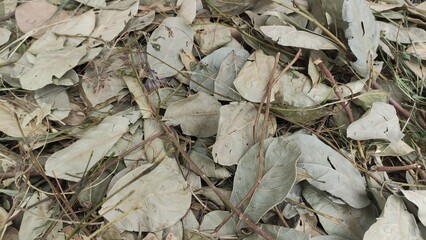 Close-up of dry fallen leaves on the ground with a rustic, natural texture. The muted brown and gray tones create an autumn mood, ideal for backgrounds, textures, or environmental concepts