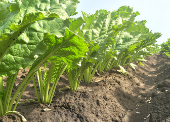 Rows of sugar beets growing in a field. Large, rich green leaves rising from the ground are visible. The photo was taken from a low angle, emphasizing the perspective of the rows
