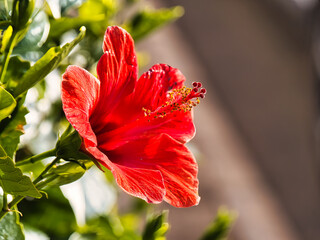 Eine leuchtend rote Hibiskusblüte im Detail © Timo