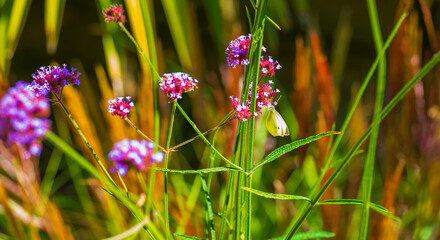 Butterfly in a colorful garden in bright sunlight in summer, Almere, Flevoland, The Netherlands, September, 2025