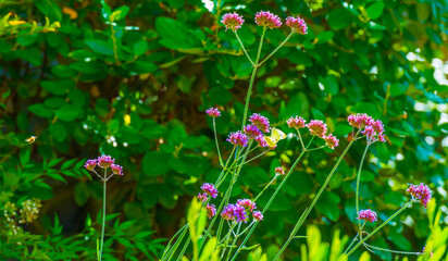 Butterfly in a colorful garden in bright sunlight in summer, Almere, Flevoland, The Netherlands, September, 2025