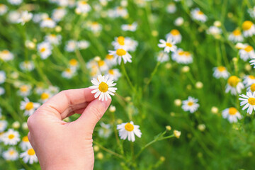 Daisies bloom in the garden. Selective focus.