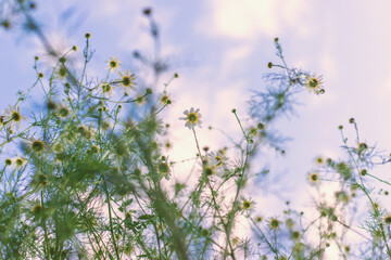 Daisies bloom in the garden. Selective focus.