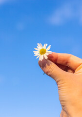 Daisies bloom in the garden. Selective focus.