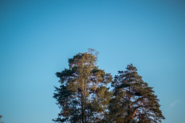 Group of tall pine trees illuminated by warm sunlight, set against a clear blue sky on a calm and...