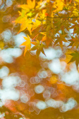 Autumn orange maple leaves over blurred sky, autumn nature background with bokeh.