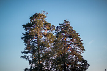 Group of tall pine trees illuminated by warm sunlight, set against a clear blue sky on a calm and...