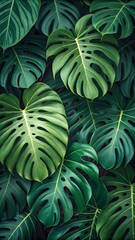 Fototapeta premium Verdant Layers – Overlapping Monstera Leaves in Rich Green Tones with Natural Splits and Holes, Tropical Foliage, Botanical Texture, Jungle Aesthetic, Nature-Inspired Design, Lush Pattern, Organic Abu