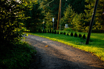 A peaceful dirt road winds through a green forest area, illuminated by warm evening sunlight with trees and roadside details visible.