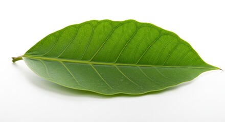 Fototapeta premium A vibrant green leaf exhibits intricate vein patterns against a stark white backdrop highlighting its natural textures