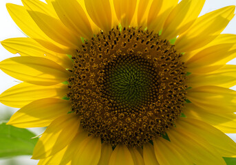 Obraz premium Macro close-up of bright sunflower with green leaves