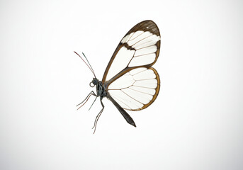 A Greta Oto butterfly, also known as a glasswing butterfly, with transparent wings and dark brown borders, isolated on a white background.