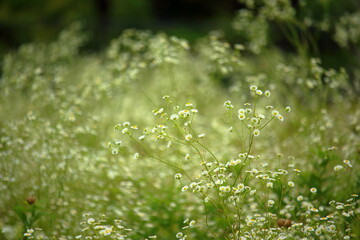 白いお花の集合