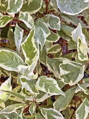 Variegated White and Green Leaves Ornamental Plant Foliage