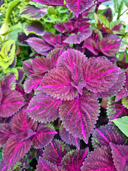 Purple Green Mixed Foliage Colorful Plant Leaves