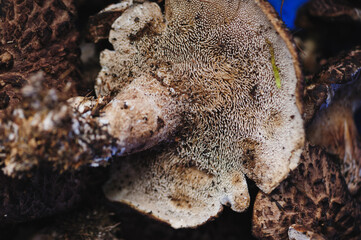 Wild sarcodon imbricatus, edible mushroom