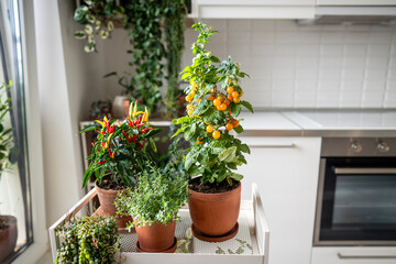 Homegrown of cherry yellow tomato, red hot pepper chili, thyme in clay pot growing at kitchen home. Urban gardening and farming. Dwarf potted tomatoes, houseplants on cart in house. 