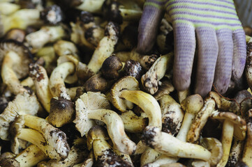 Picked wild edible mushrooms for sell in China