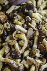 Picked wild edible mushrooms for sell in China