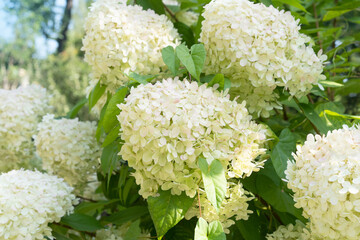 Flowering bush of panicle hydrangea. Beautiful white flowers collected in large inflorescences