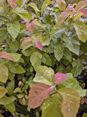 Variegated Pink Green Leaves Colorful Plant Foliage